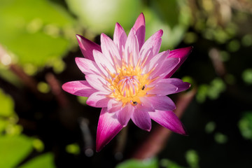 pink lotus blooming