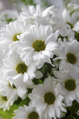 bouquet of white flowers close-up