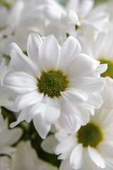 bouquet of white flowers close-up
