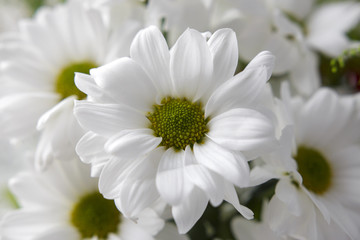 bouquet of white flowers close-up