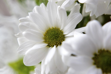 Obraz premium bouquet of white flowers close-up