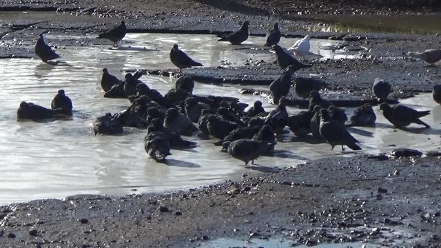 Pigeons bathing in a puddle