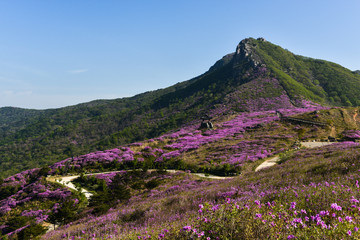 활짝 핀 황매산의 철쭉꽃