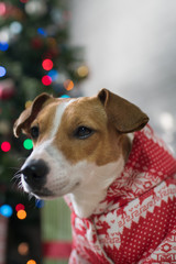 Dog breed Jack Russell under the Christmas tree