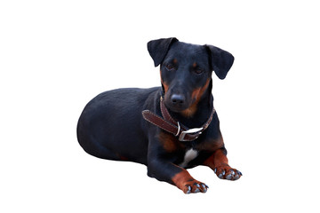 Dog breed german yaggter terrier