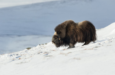 Male musk ox standing in the mountains of Dovrefjell in tough winter conditions in Norway