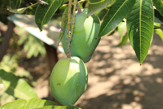 Raw and green mango fruit on the tree in Crete Island, Greece. Its Latin name is Mangifera Indica.