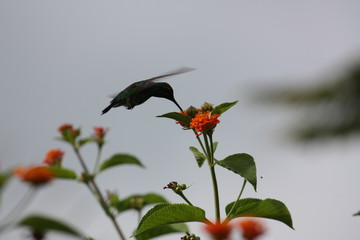 Colibri en vol butinant une fleur