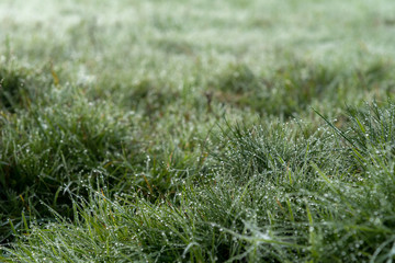Thousands of drops of water created by morning dew on the grass of a green meadow on a cold and foggy morning