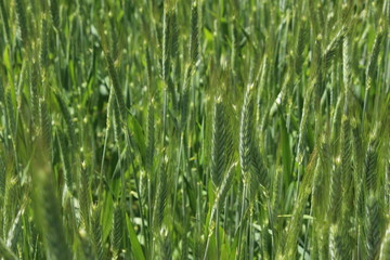 Green "Triticale" wheat ears in St. Gallen, Switzerland. It's a hybrid of wheat (Triticum) and rye (Secale).