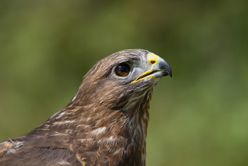 Close up of a Common Buzzard (Buteo buteo) in the meadow, UK