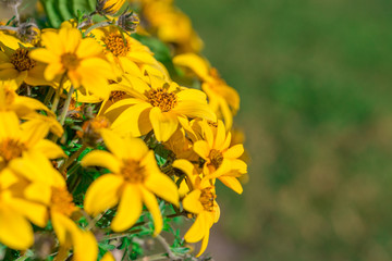 Yellow flowers of heliopsis closeup. Summer and autumn flowers yellow chamomile. At the left side with green background on right macro.