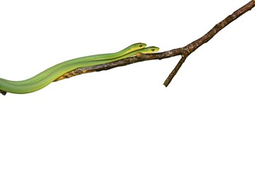 Zwei männliche Raue Grasnattern (Opheodrys aestivus) auf Zweig , freigestellt
