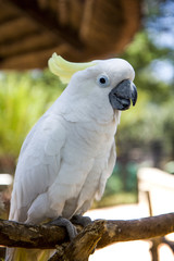 cockatoo sitting on a branch
