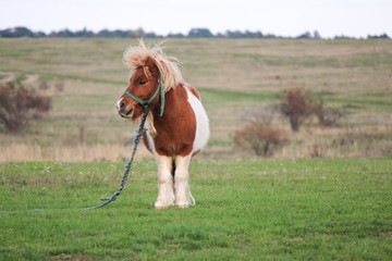 Cute Little Pony