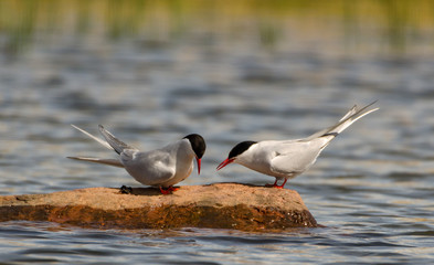 Mating birds on rock