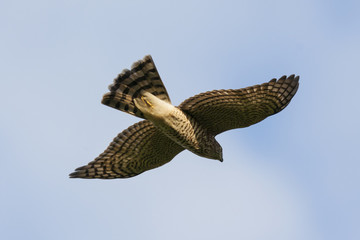 Eurasian sparrowhawk young male flyng in sky. Bird in wildlife.