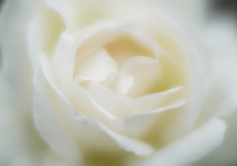 Fototapeta premium soft and shimmering white rose