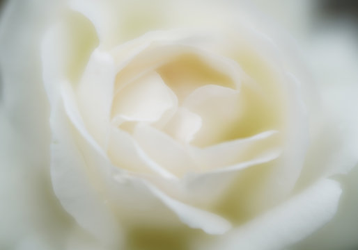 soft and shimmering white rose