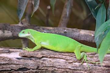 Lézard vert
