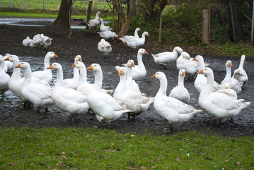 Glückliche Gänse in idyllischer Natur und artgerechter Tierhaltung im Herbst in Deutschland 