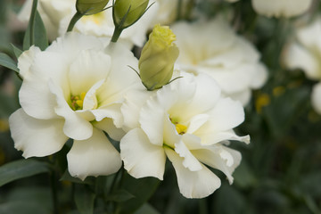 blooming white Lisianthus Russelianus in garden. rose-like flower