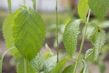 snakeweed plant, stachytarpheta indica vahl. growing on ground in garden