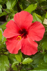 Tropical bright Hibiscus or hibiscos in Guatemala