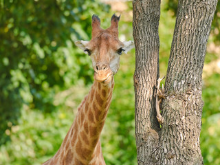 African three-horned giraffe (Giraffa camelopardalis). Female. Close-up