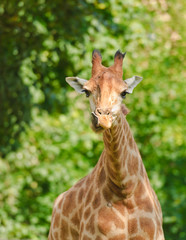 African three-horned giraffe (Giraffa camelopardalis). Female. Close-up