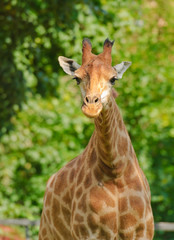 African three-horned giraffe (Giraffa camelopardalis). Female. Close-up