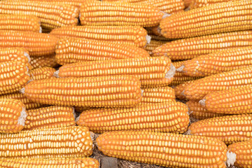 sweet yellow corn background. maize cob. crop in agriculture industry. orange vegetable