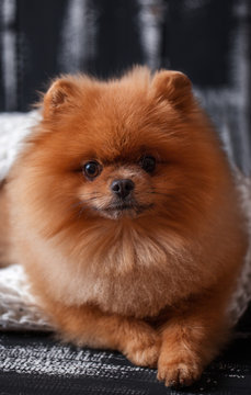 Pomeranian dog wrapped up in a blanket.