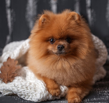 Pomeranian dog wrapped up in a blanket.