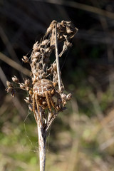 European Garden Spider known as Crusader Spider.