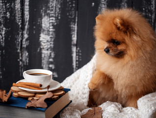 Pomeranian dog wrapped up in a blanket. A stack of books and a cup of coffee. Beautiful dog with...