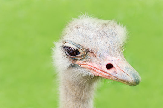 The heads of an ostrich on a green background.