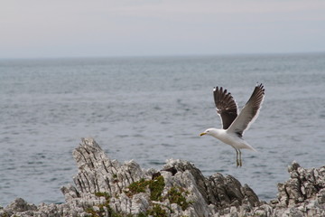 seagull