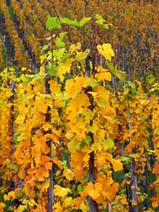 Abgeernteter Weinberg im Herbst