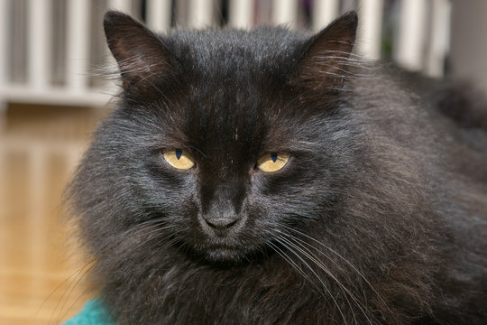 Katzen portrait vom Kopf - Schwarzer Karter