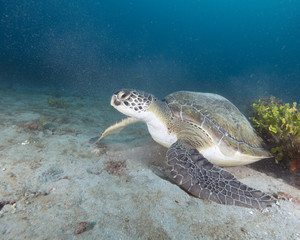 Green Sea Turtle (Florida)
