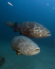 goliath grouper (Florida)