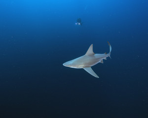 Sandbar Shark (Florida)