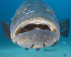 Goliath Grouper (Florida)
