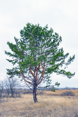 Pinus sylvestris. Pine ordinary on natural background
