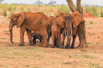 Naklejka na ściany i meble Group of young elephants covered in black mud trying to survive the heat in the savannah in the tsavo east national park.
