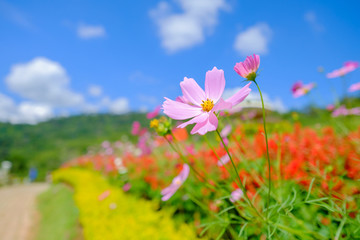 Obraz premium Pink flowers in field.