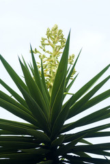 Izote cactus Yucca plant. Guatemala. Yucca bushes in bloom