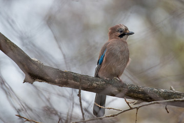 Closeup of a beautiful Eurasian Jay with bright colorful feathers sitting on a tree