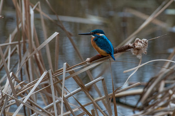 Common Kingfisher ( Alcedo atthis ) sitting on a typha